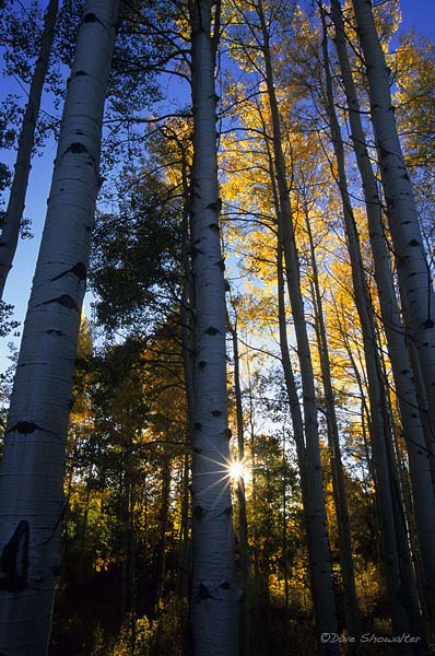 McClure Pass, near Marble, CO has magnificent stands of aspen. This grove, in peak autumn gold, is catching the last light of...